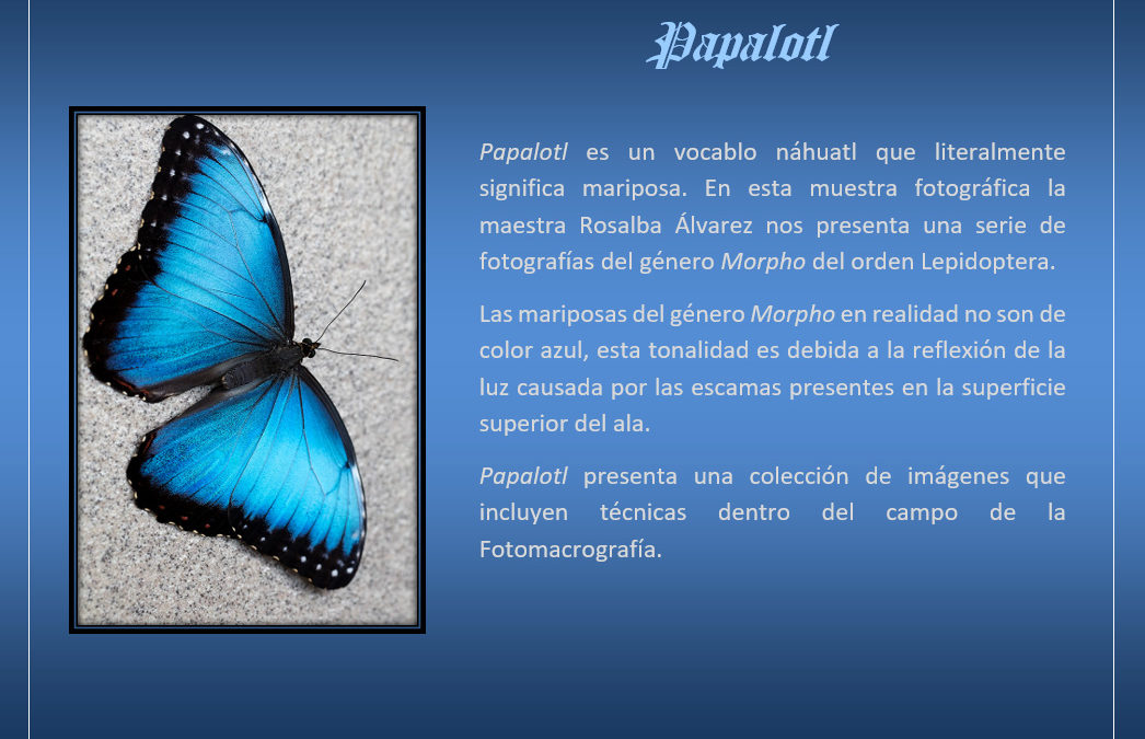 Papalotl