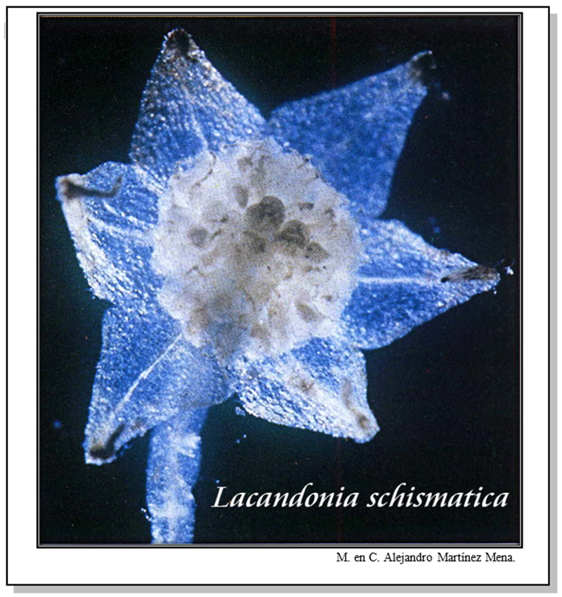 Una ojeada a la Fotografía Científica.